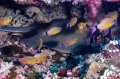 Blue spotted stingray